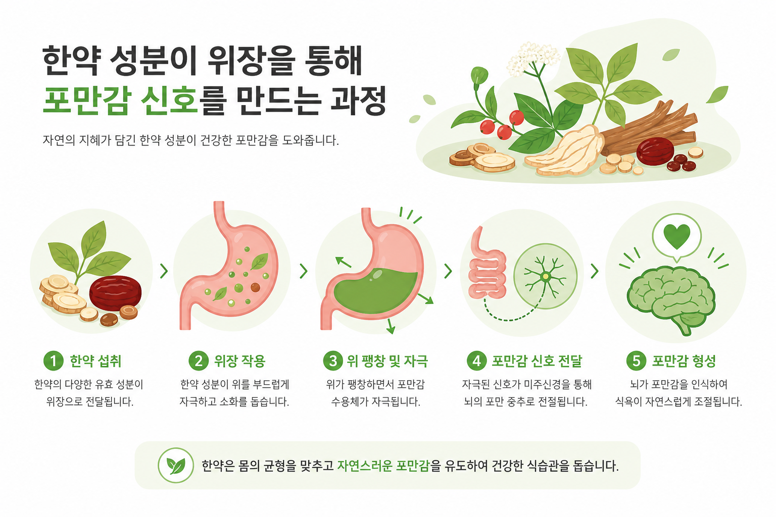 다이어트 한약, 정말 살이 빠질까? 식욕 억제·포만감·기초대사량의 원리 소화기관(위장)을 중심으로 한약 성분이 포만감 신호를 만드는 과정을 친근한 그림체로 표현한 일러스트 이미지