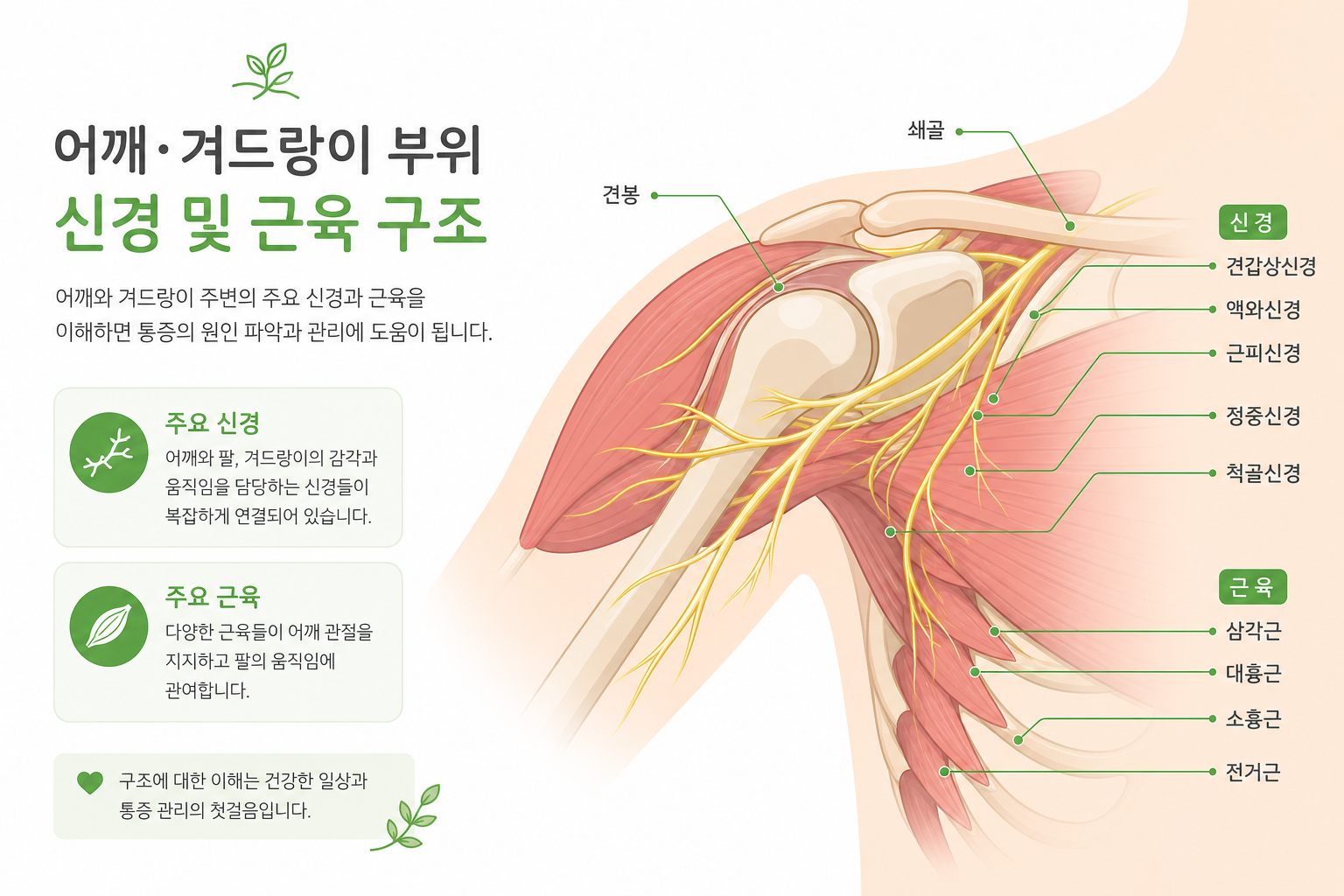 만성 어깨 통증, 초음파가이드 액와신경 약침 치료가 도움될까요 어깨·겨드랑이 부위 신경 및 근육 구조를 쉽게 표현한 해부 개념도(전문적이지 않고 친근한 일러스트 톤) 액와신경 약침 치료 이미지