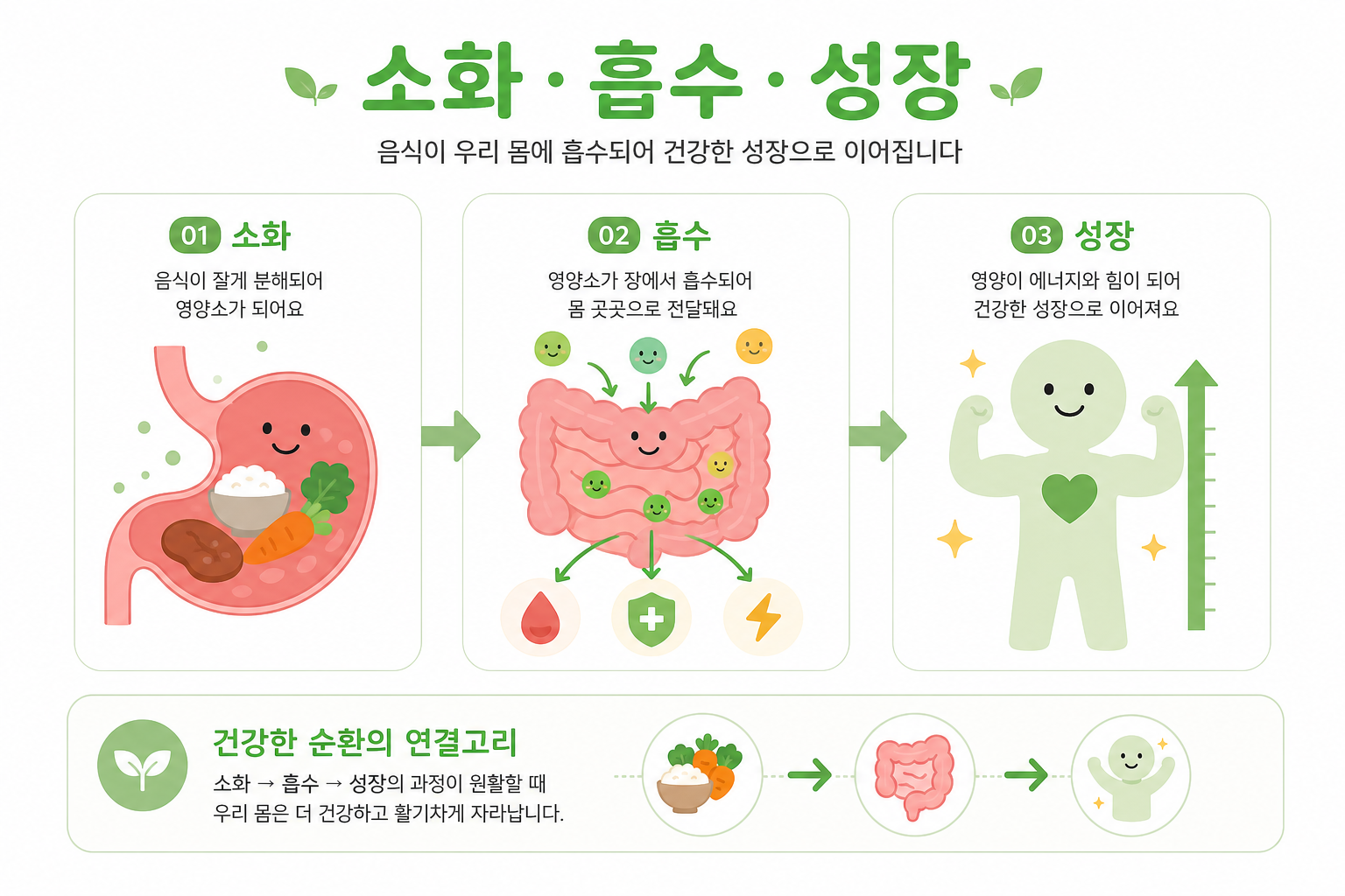 음식이 소화되어 영양이 흡수되는 과정을 간단하고 귀여운 일러스트로 표현 (소화-흡수-성장 연결고리 인포그래픽 느낌) 아이 입 짧음 키 성장 이미지