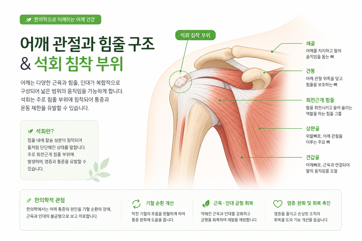 어깨 석회성건염 한의원 치료, 침·추나가 도움이 될까요? 어깨 관절과 힘줄 구조를 보여주는 심플한 해부학적 일러스트, 석회 침착 부위 강조 어깨 석회성건염 한의원 치료 이미지